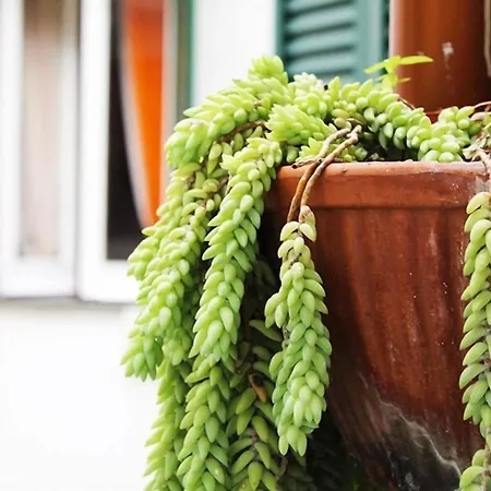 Terrazza Dei Principi 招待所 那不勒斯